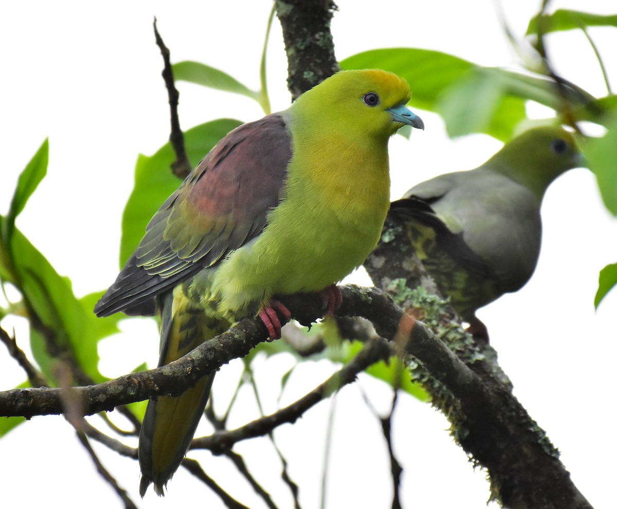 Wedge-tailed Green-Pigeon - ML579492231