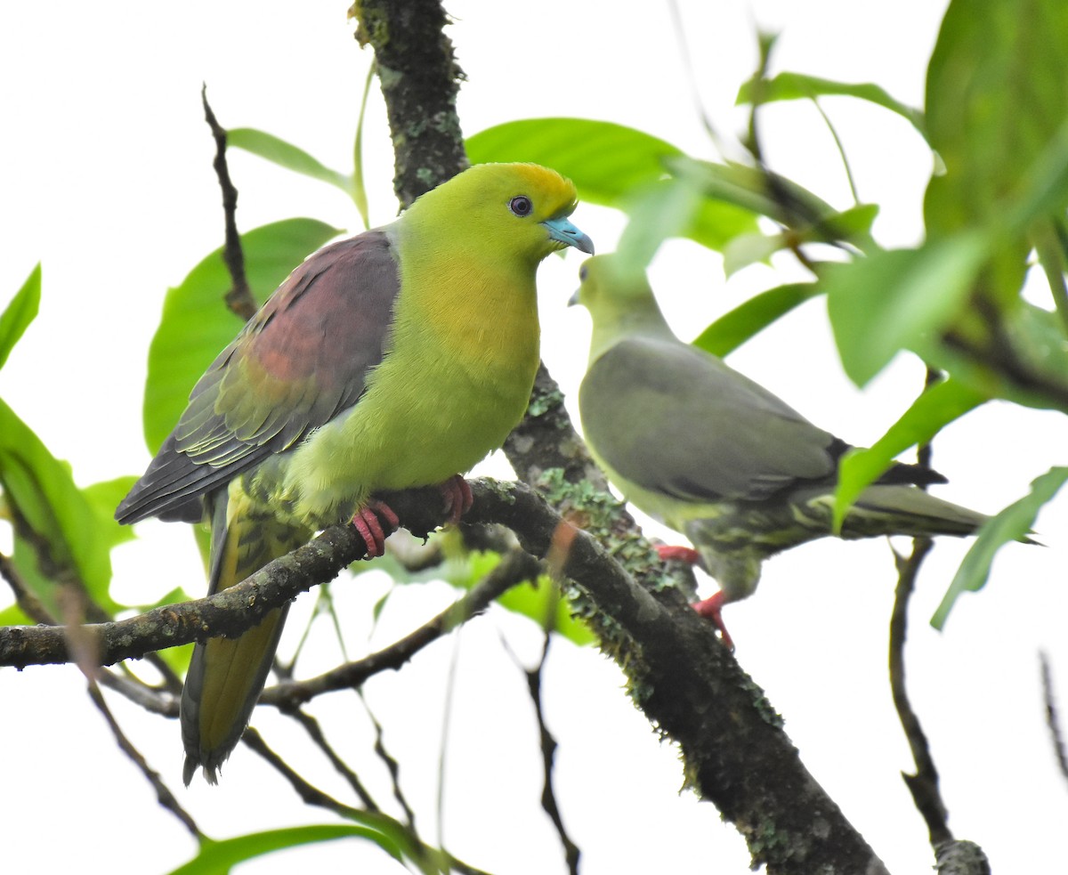 Wedge-tailed Green-Pigeon - ML579492341