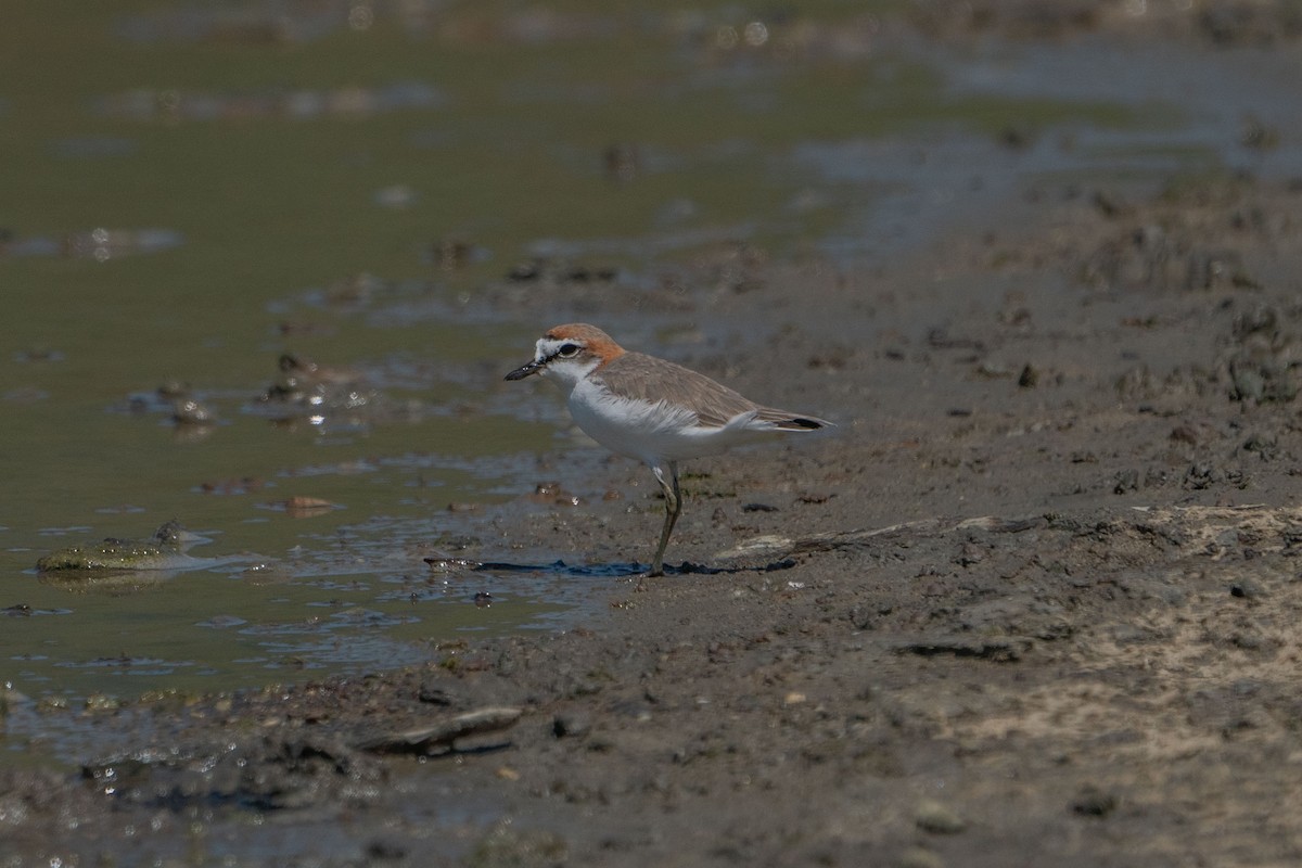 Red-capped Plover - ML579492361