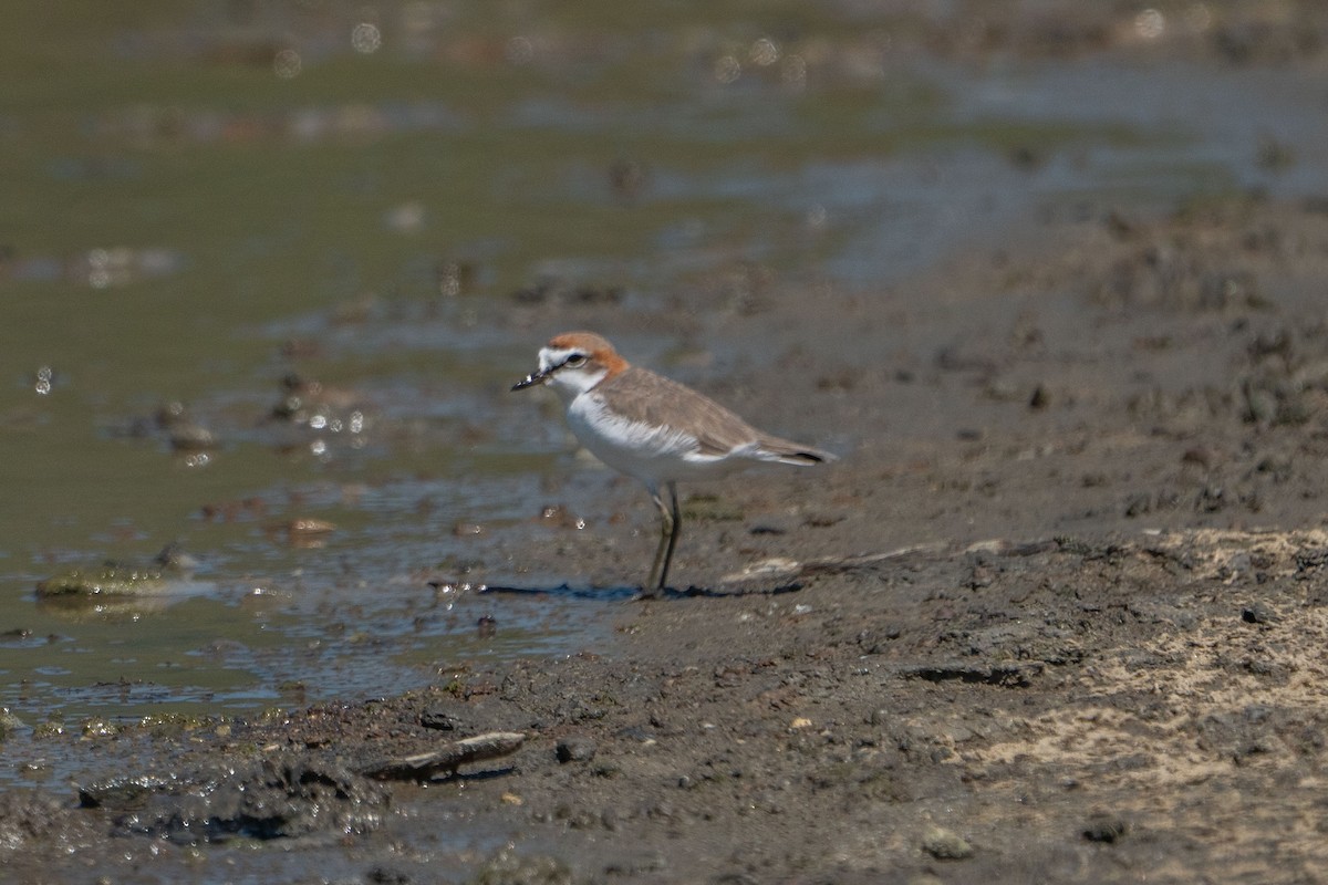 Red-capped Plover - ML579492371