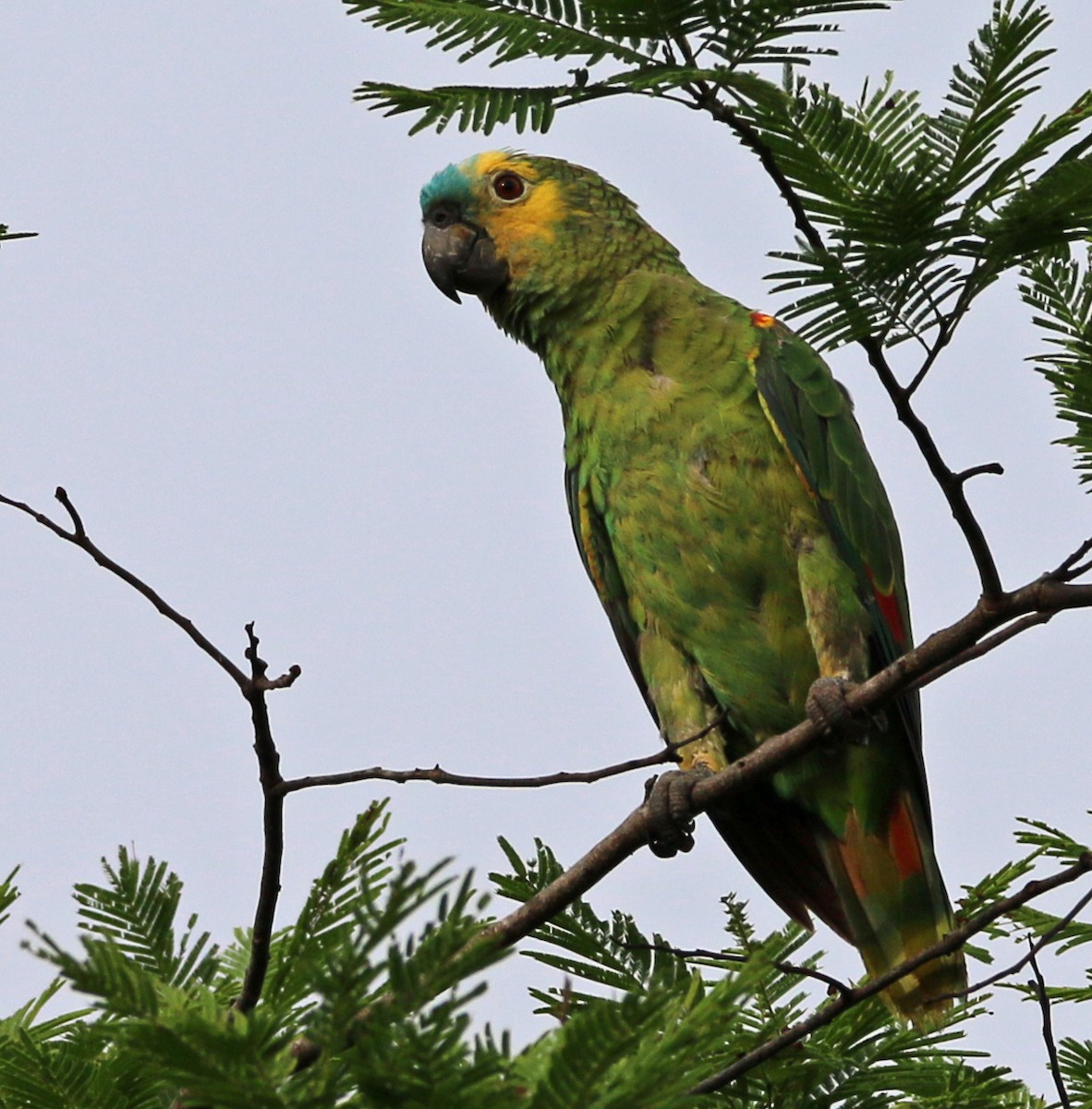Turquoise-fronted Parrot - ML579492381