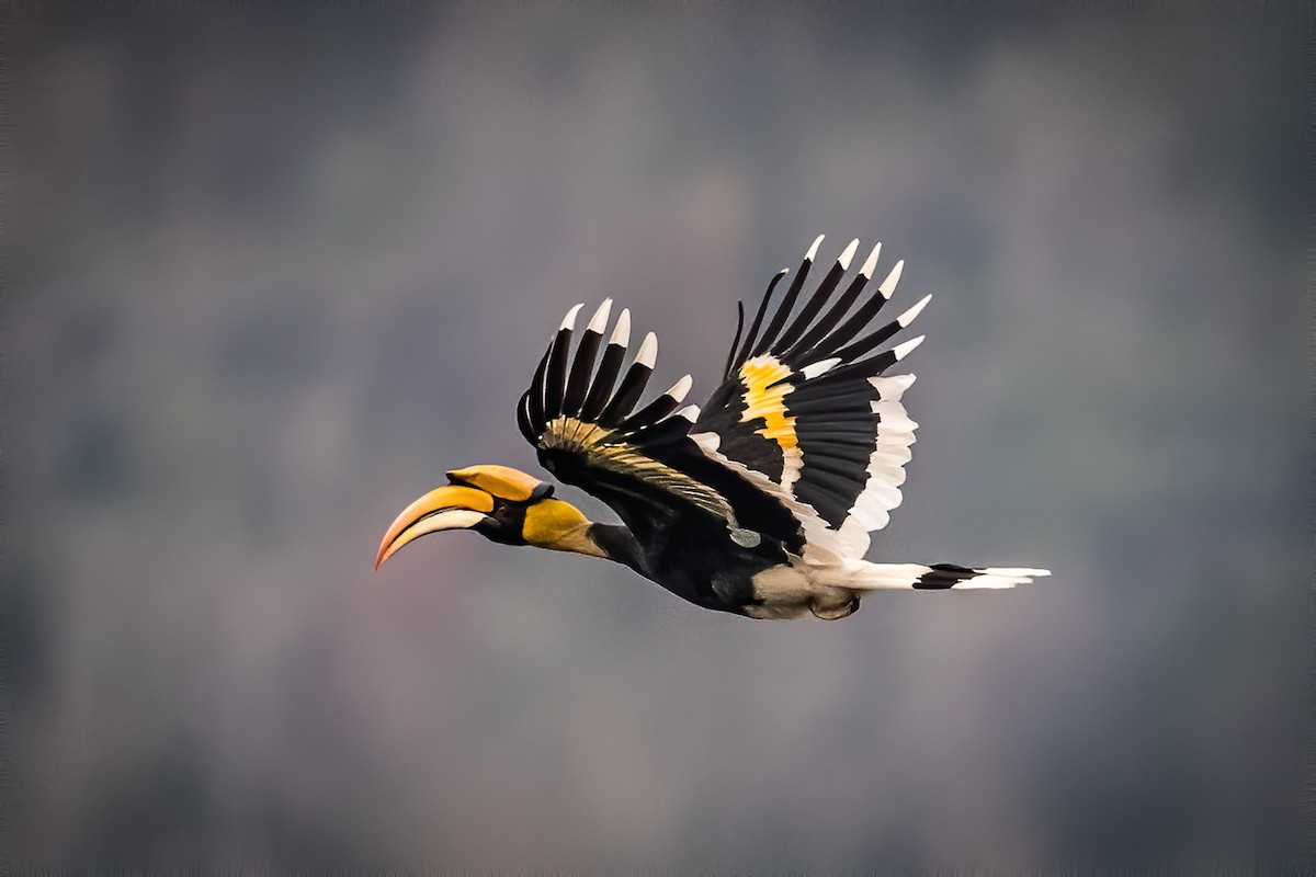 Ebird Checklist Mar Khao Yai National Park Species