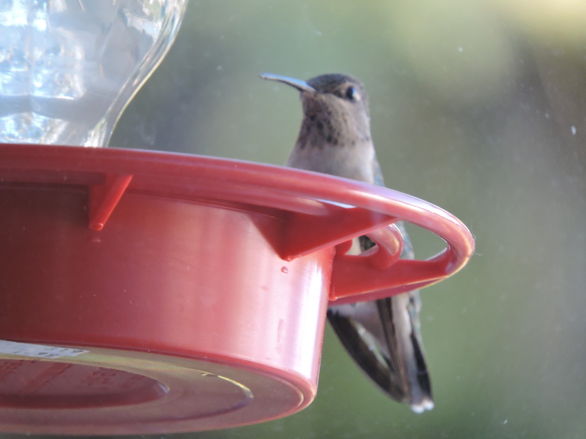 hummingbird sp. - ML57949771