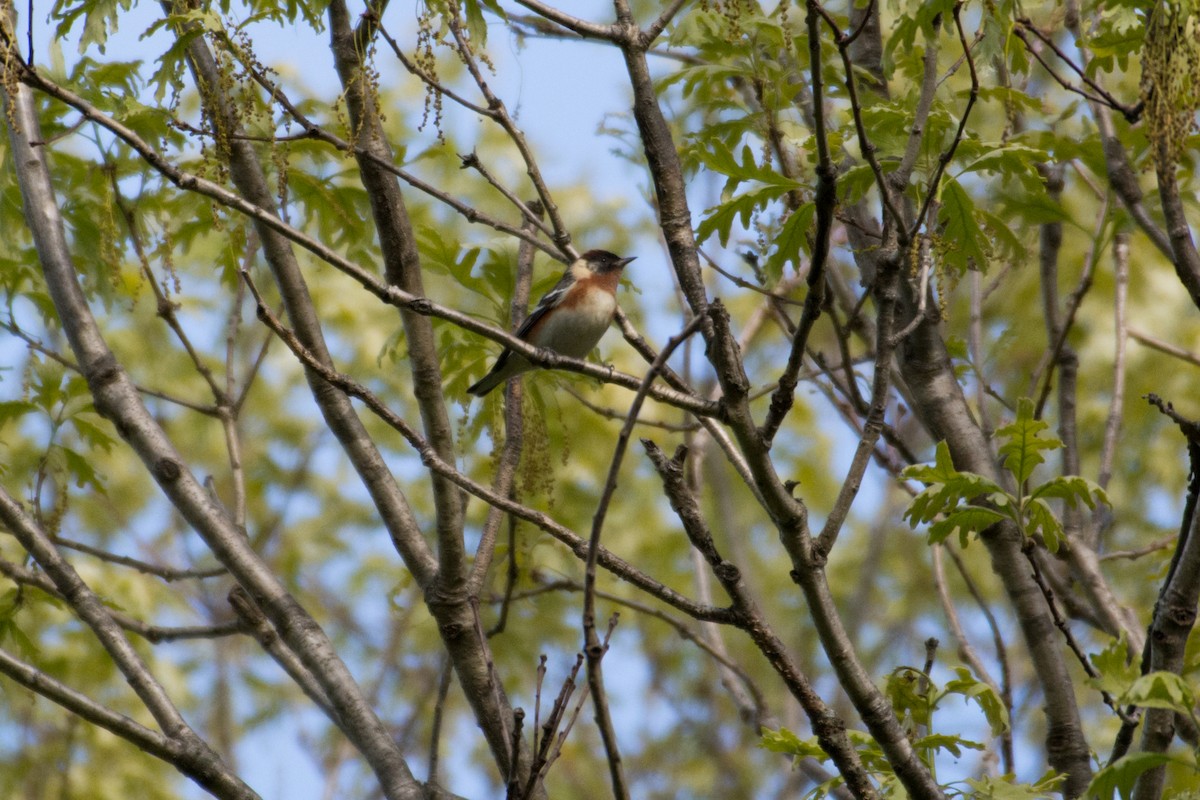 Bay-breasted Warbler - Joseph Phipps