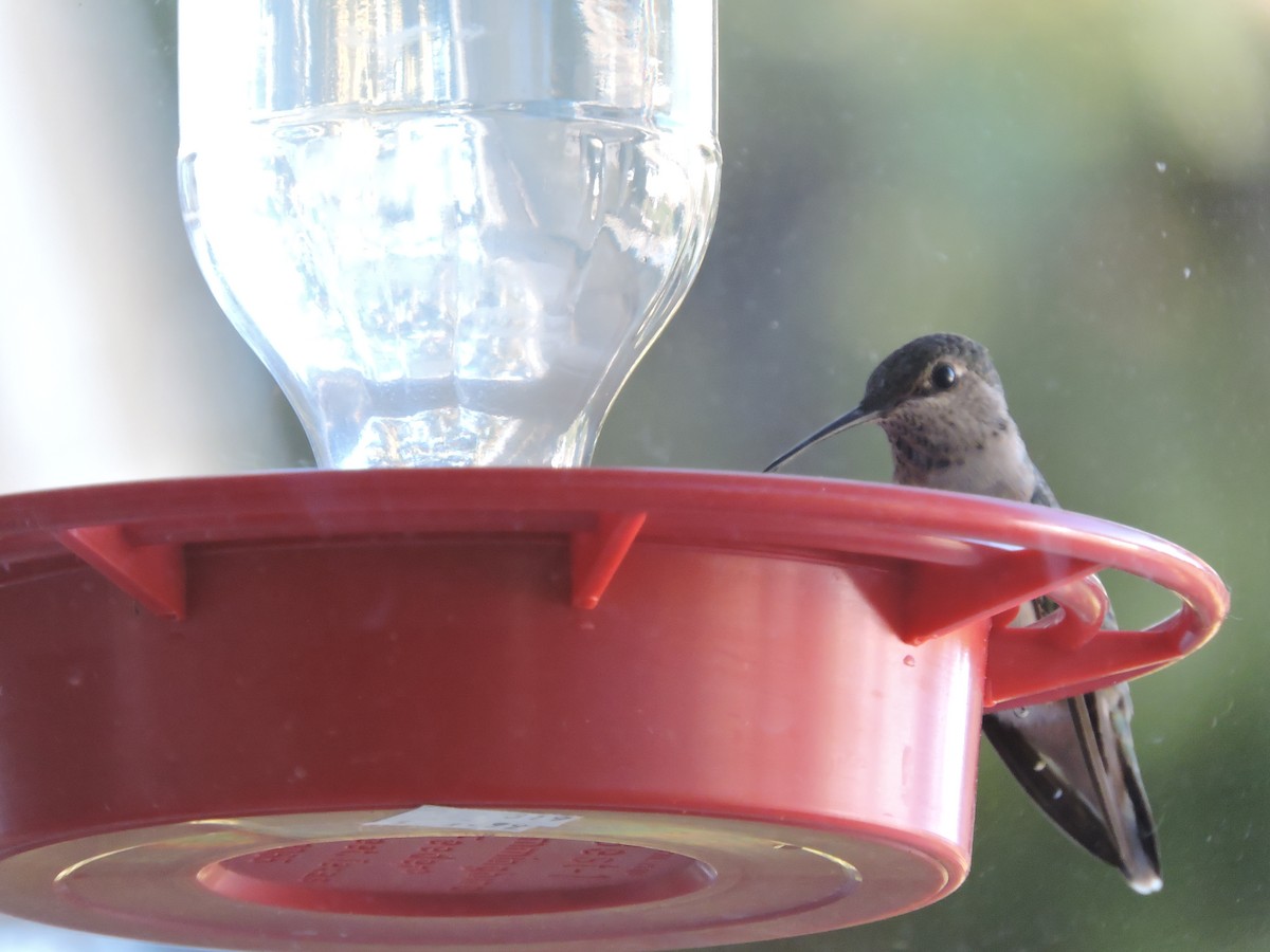 hummingbird sp. - ML57949861