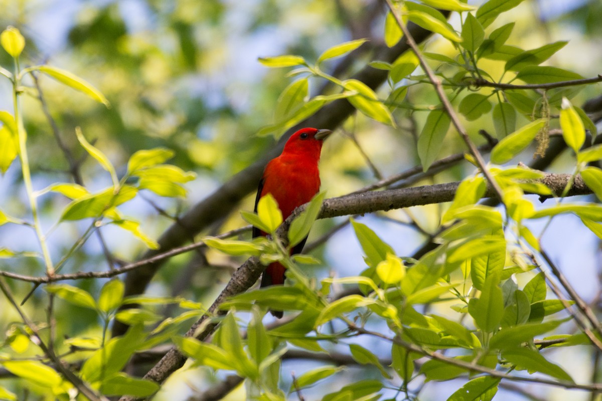 Scarlet Tanager - ML57949871