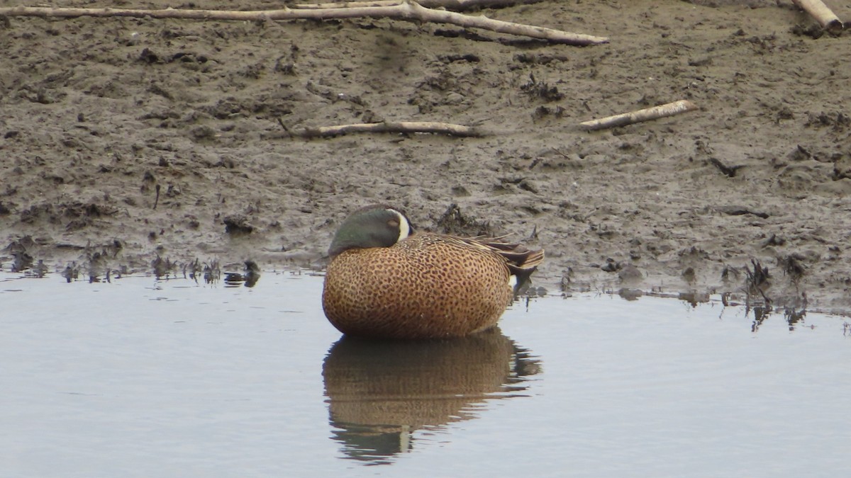 Blue-winged Teal - ML579499691