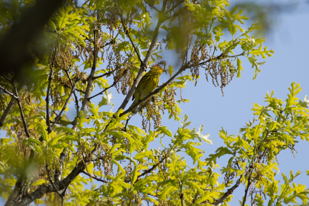 Cape May Warbler - Joseph Phipps