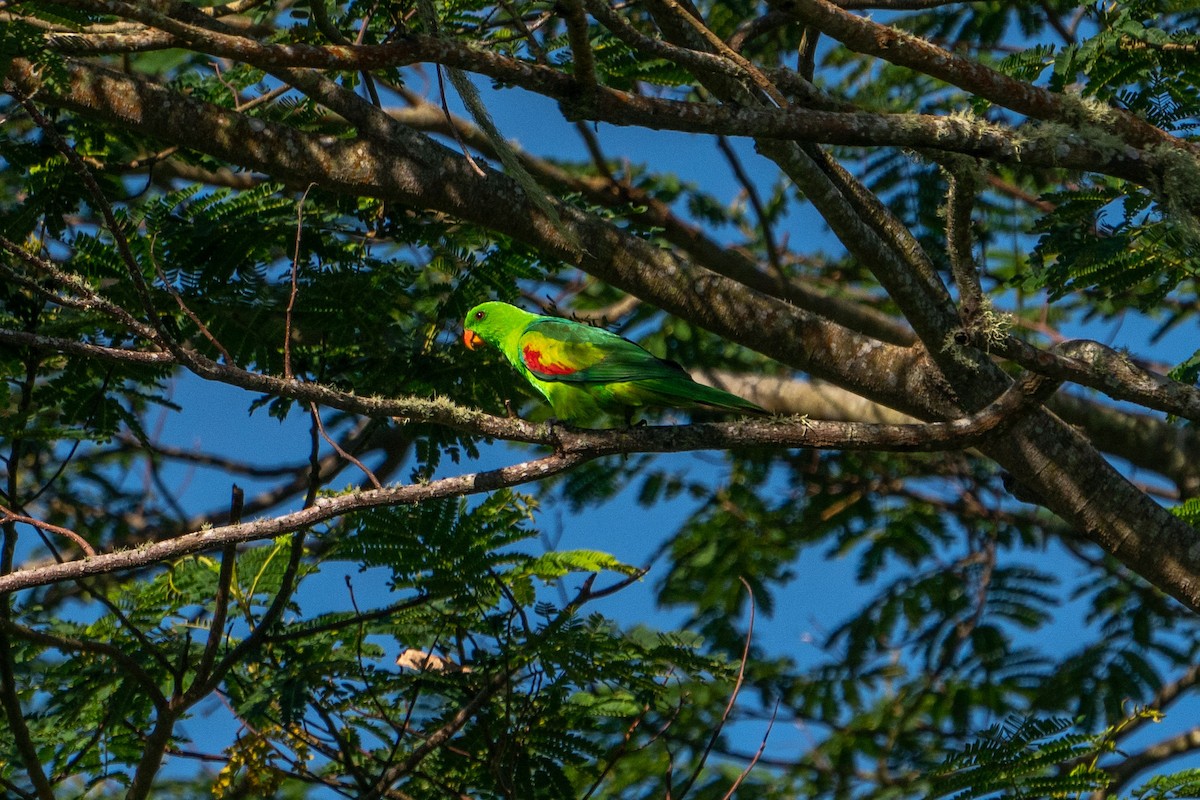 Timor Papağanı - ML579507131