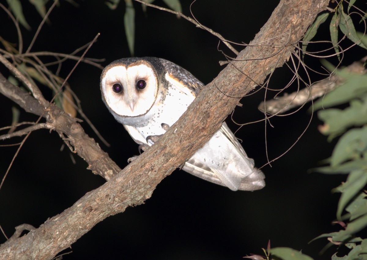 Australian Masked-Owl - ML579509431