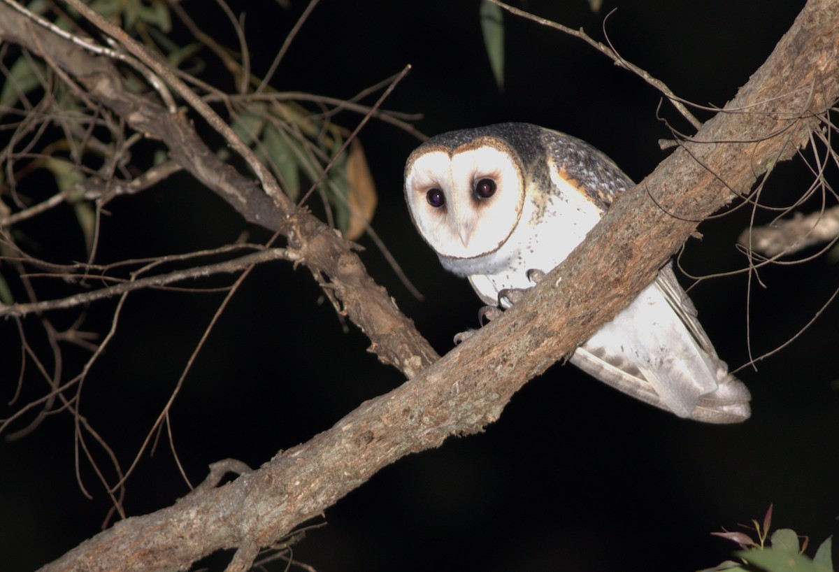 Australian Masked-Owl - ML579509451