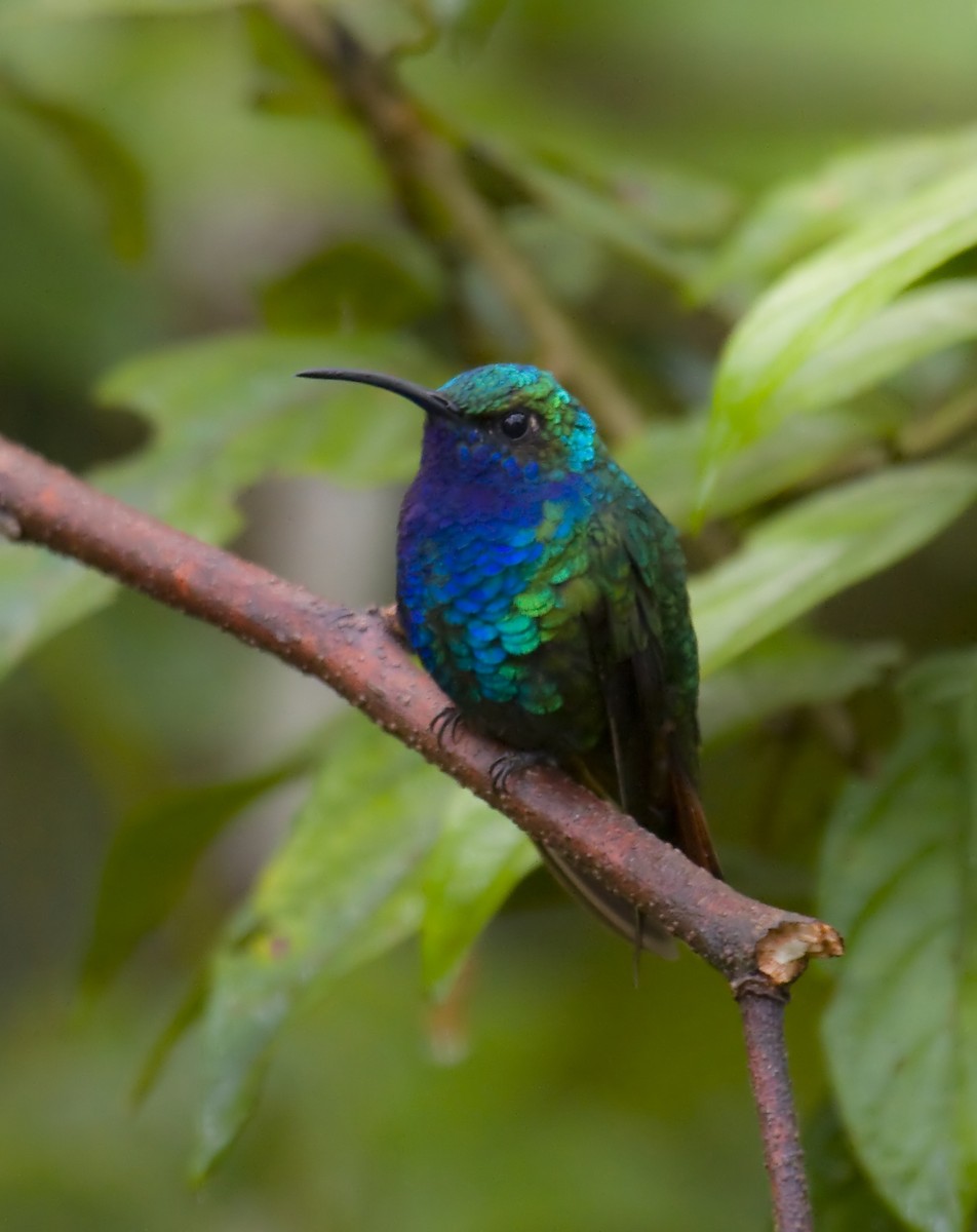 kolibřík azurovoprsý - ML579515661
