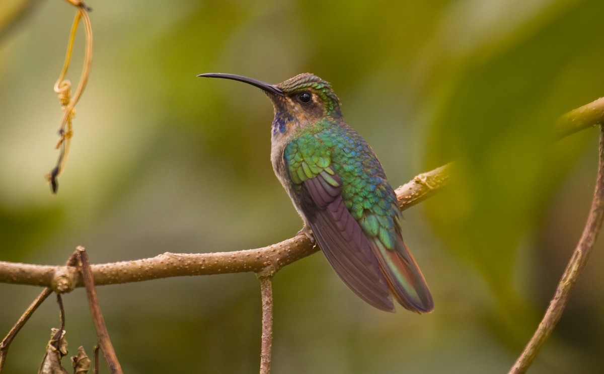 kolibřík azurovoprsý - ML579515671