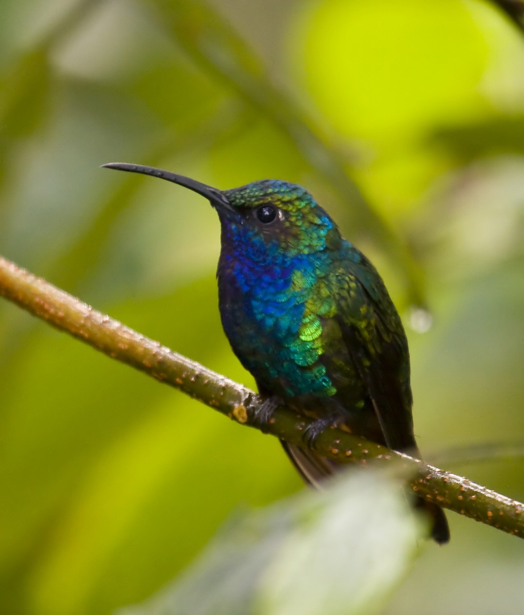 kolibřík azurovoprsý - ML579515681