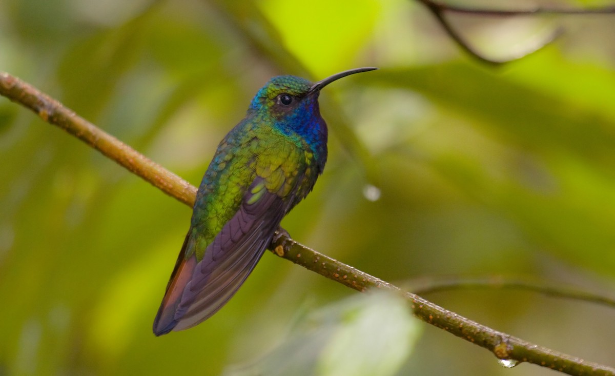 kolibřík azurovoprsý - ML579515691