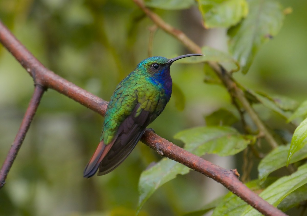 kolibřík azurovoprsý - ML579515701