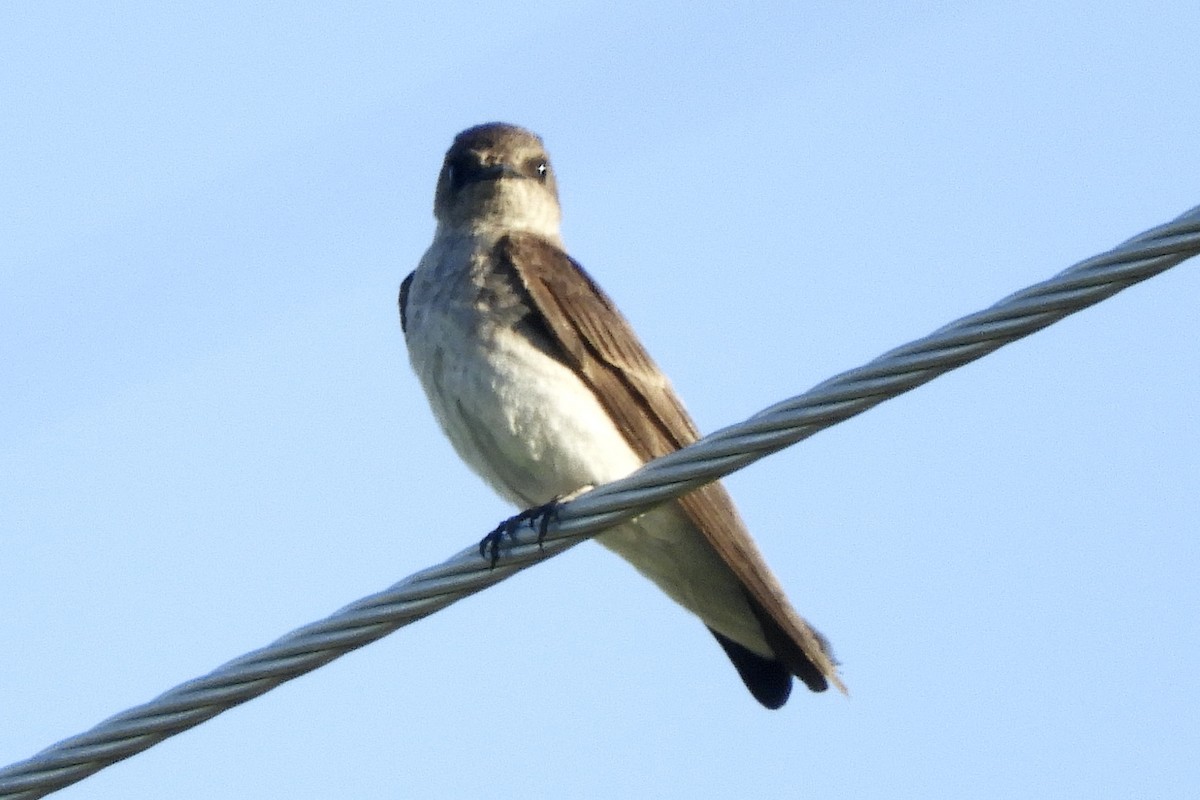 Northern Rough-winged Swallow - ML579522441