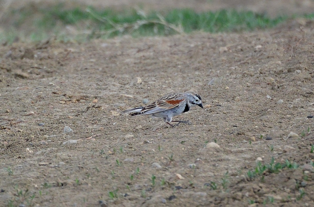 Thick-billed Longspur - ML57952251