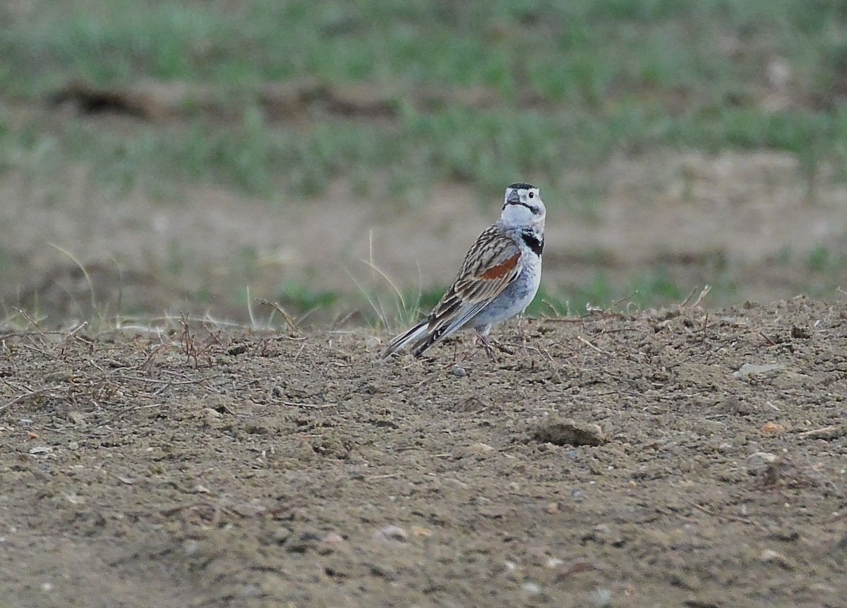 Thick-billed Longspur - ML57952261
