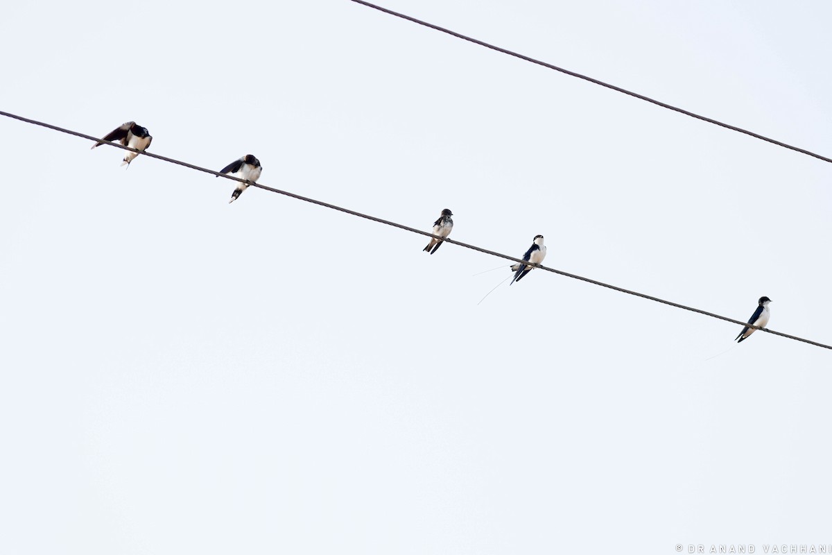 Wire-tailed Swallow - ML579523861