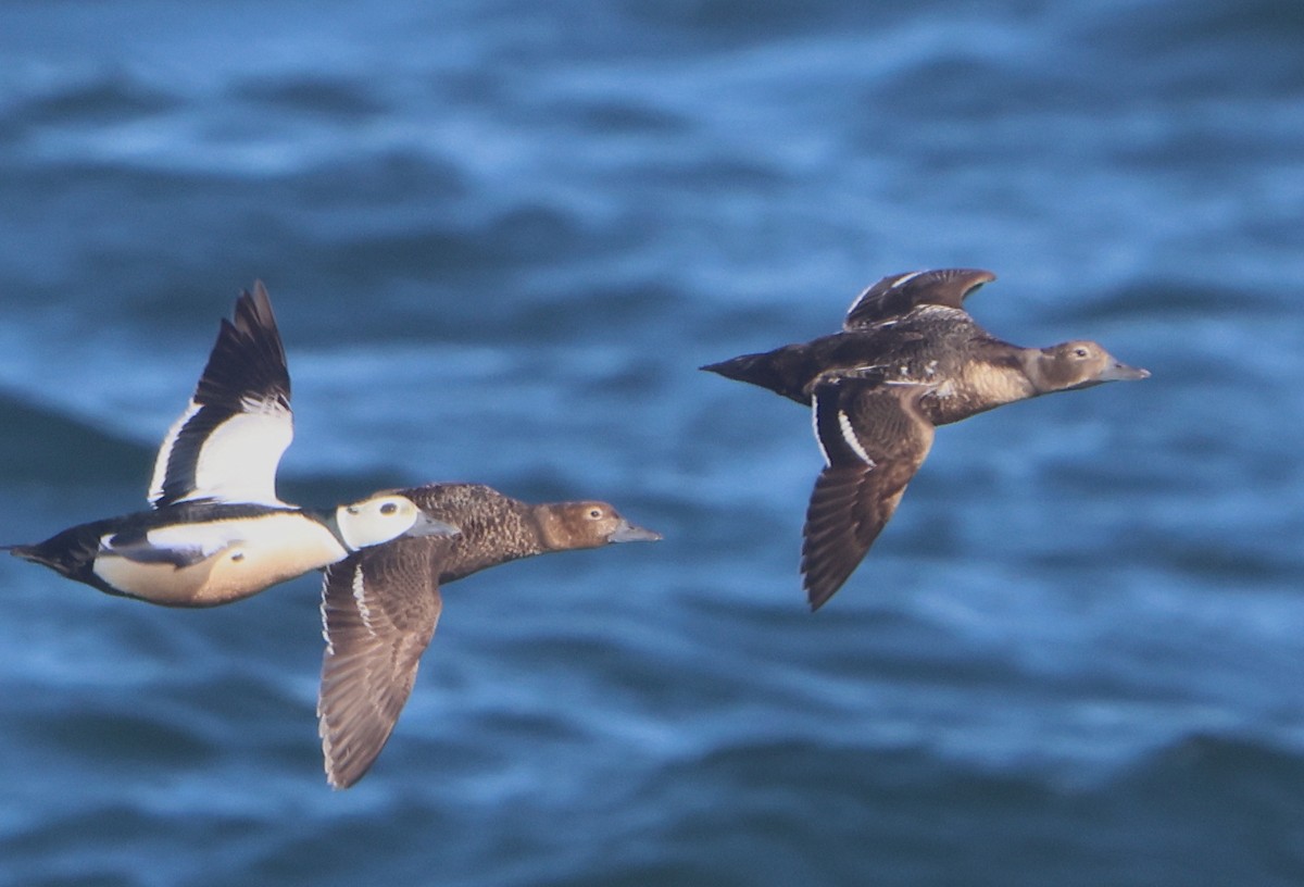 eBird Checklist 30 May 2023 GambellPoint (seawatch only) 29 species