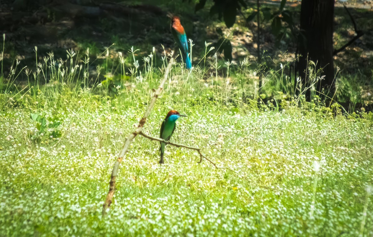 Blue-throated Bee-eater - ML579527971