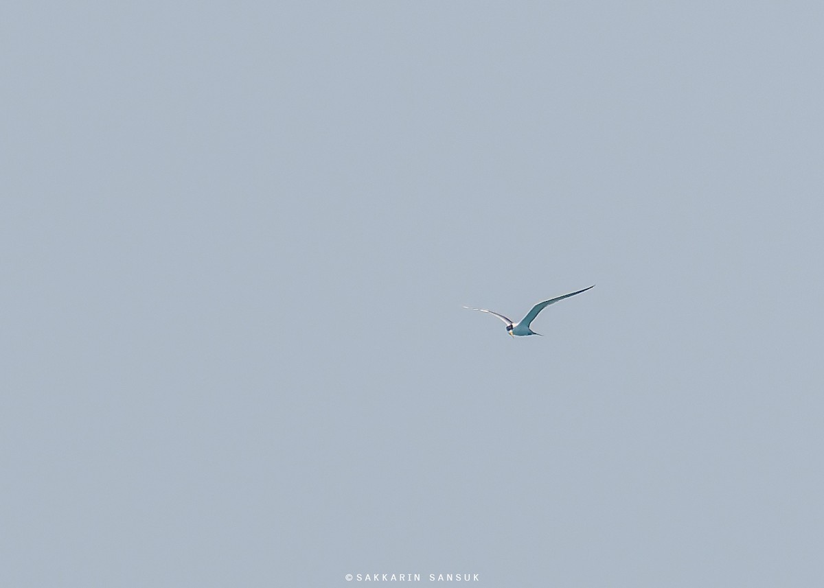 Great Crested Tern - ML579528831