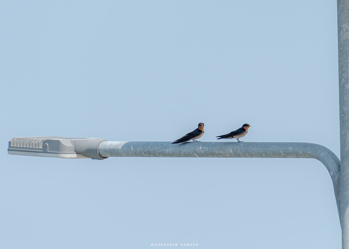 Pacific Swallow - ML579529111