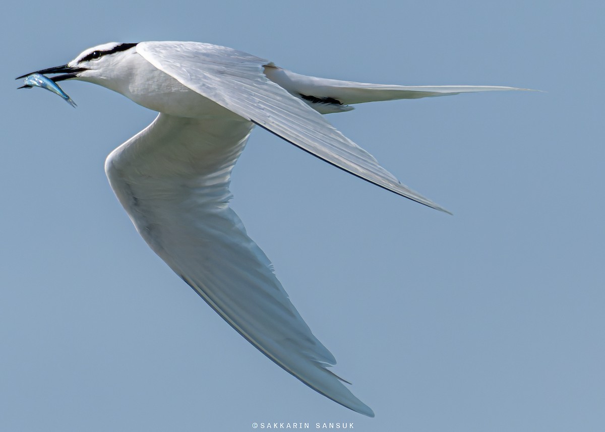 Black-naped Tern - ML579529181