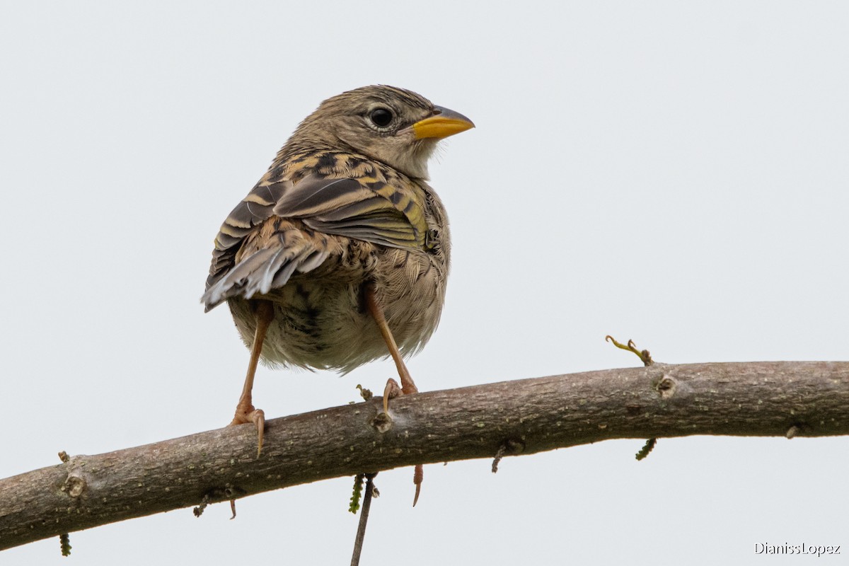 Wedge-tailed Grass-Finch - ML579529611