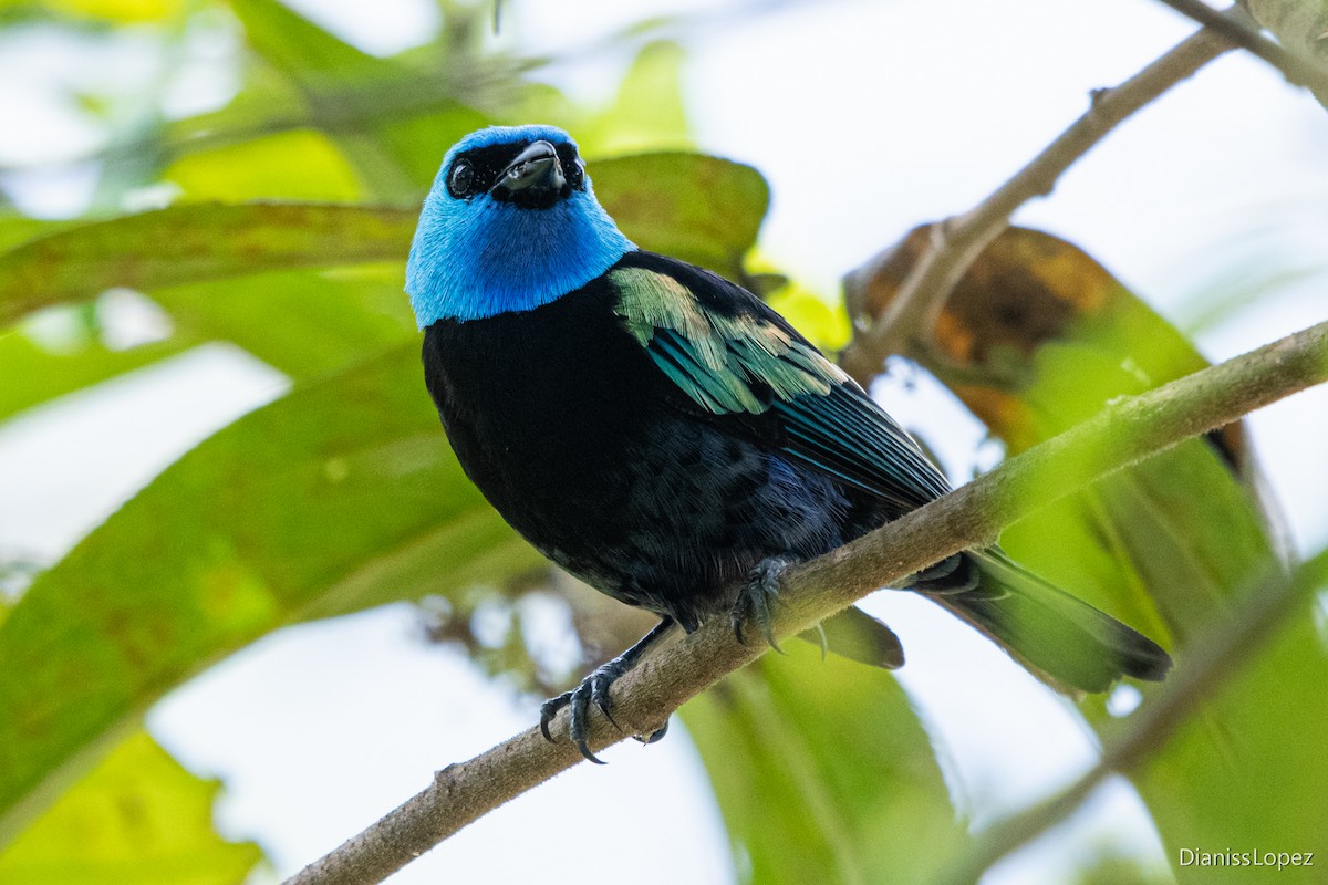 Blue-necked Tanager - ML579529761