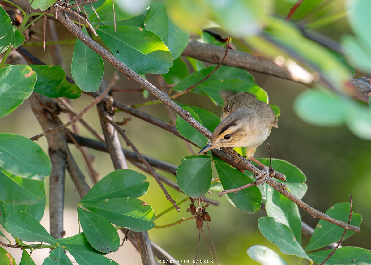 Black-browed Reed Warbler - ML579530031