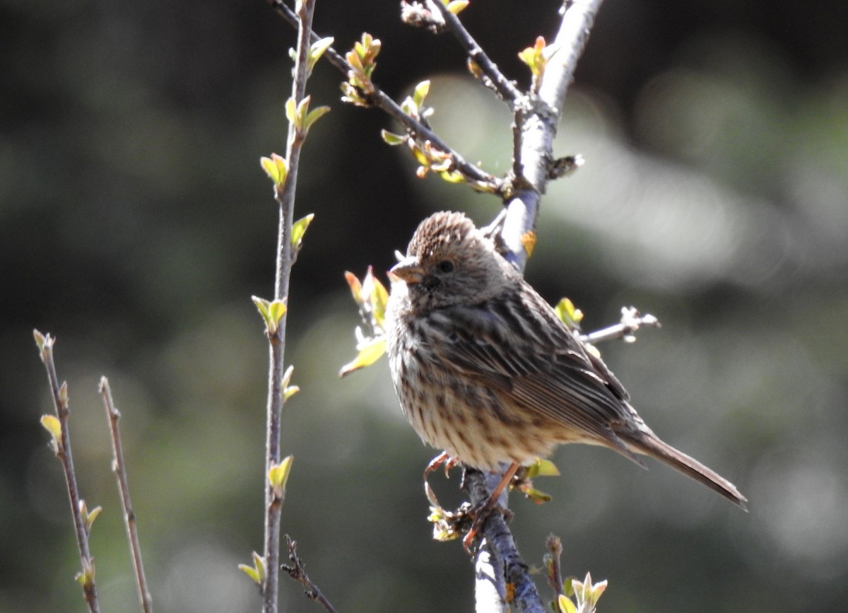 rosefinch sp. - Anonymous