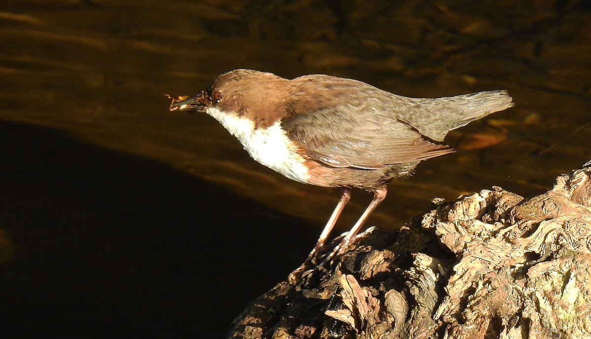 White-throated Dipper - Cosme Damian Romay