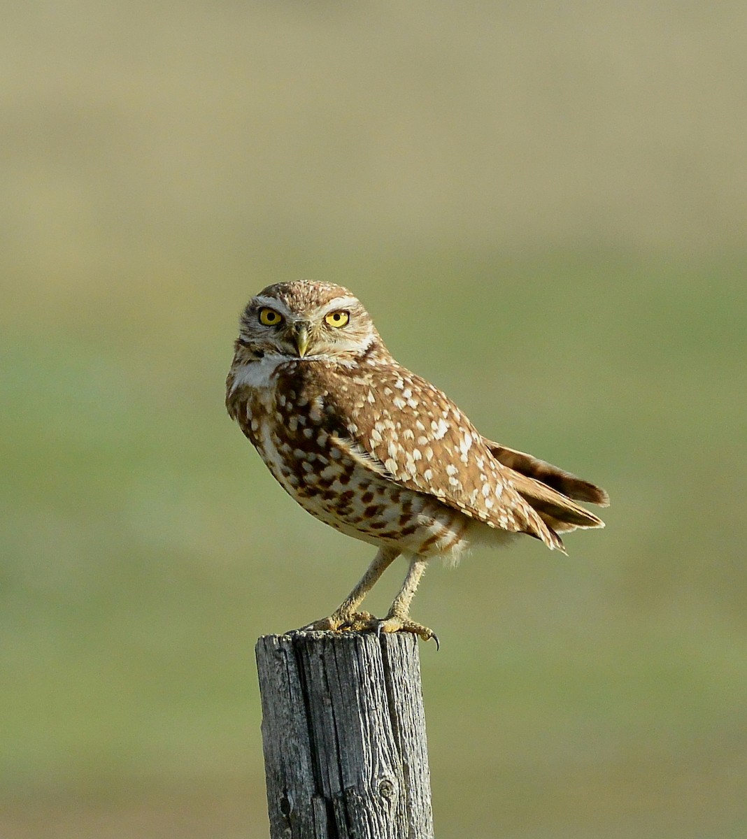 Burrowing Owl - James Fox