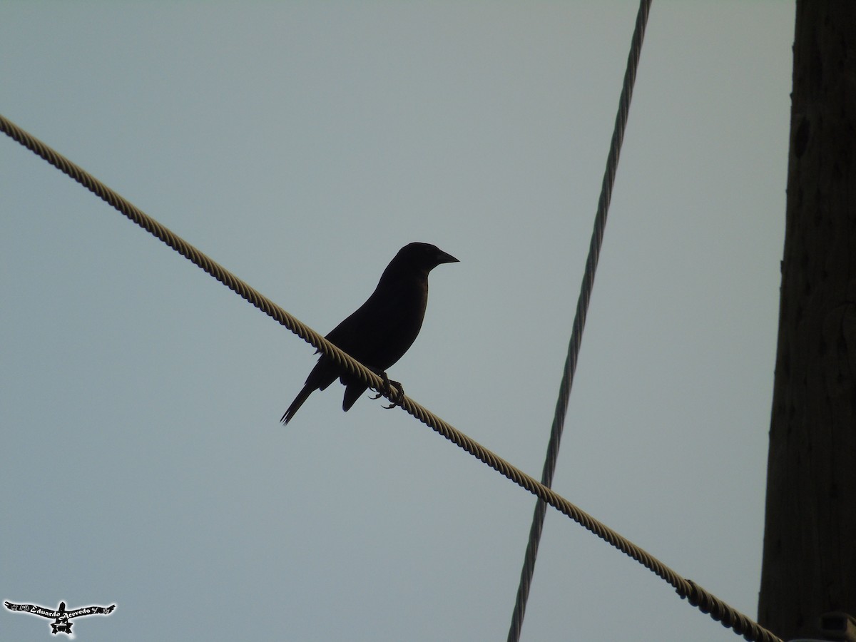 Melodious Blackbird - ML57954431