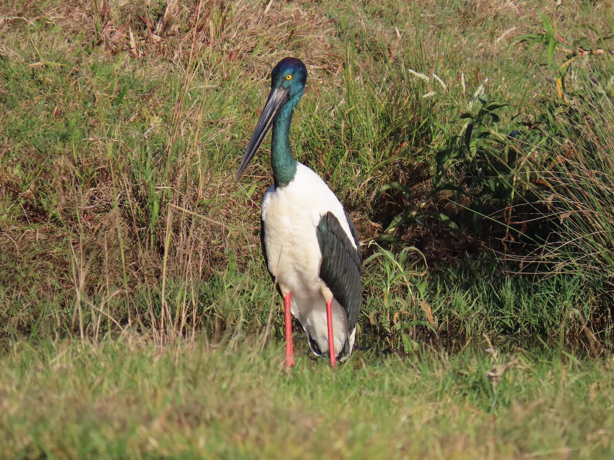 Black-necked Stork - ML579544981