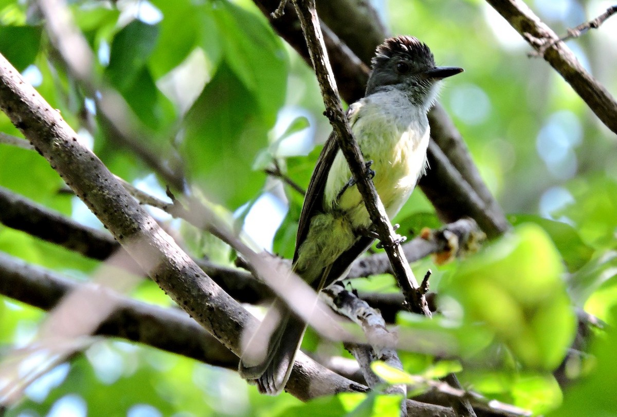 Sooty-crowned Flycatcher - ML57954541