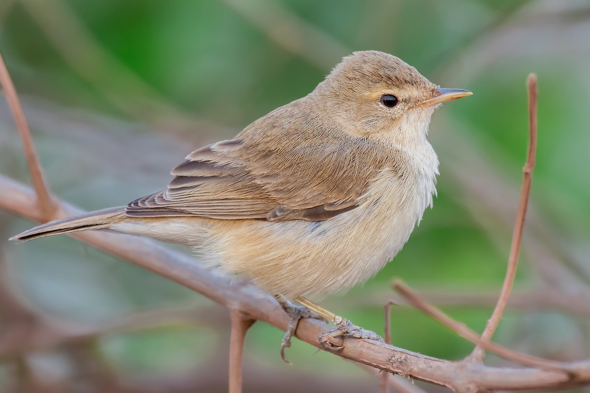 Booted Warbler - ML579546981
