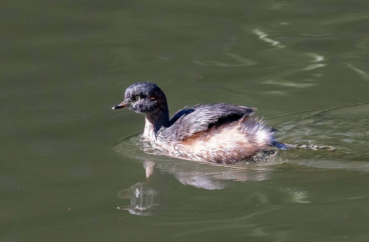 Ebird Checklist - 20 May 2023 - Royal National Park--wattle Forest - 18 