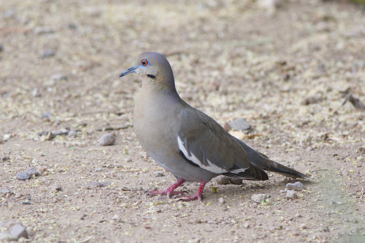 White-winged Dove - Cory Gregory