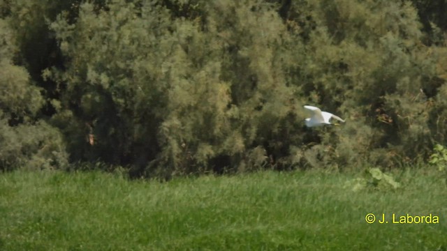 לבנית קטנה - ML579550121