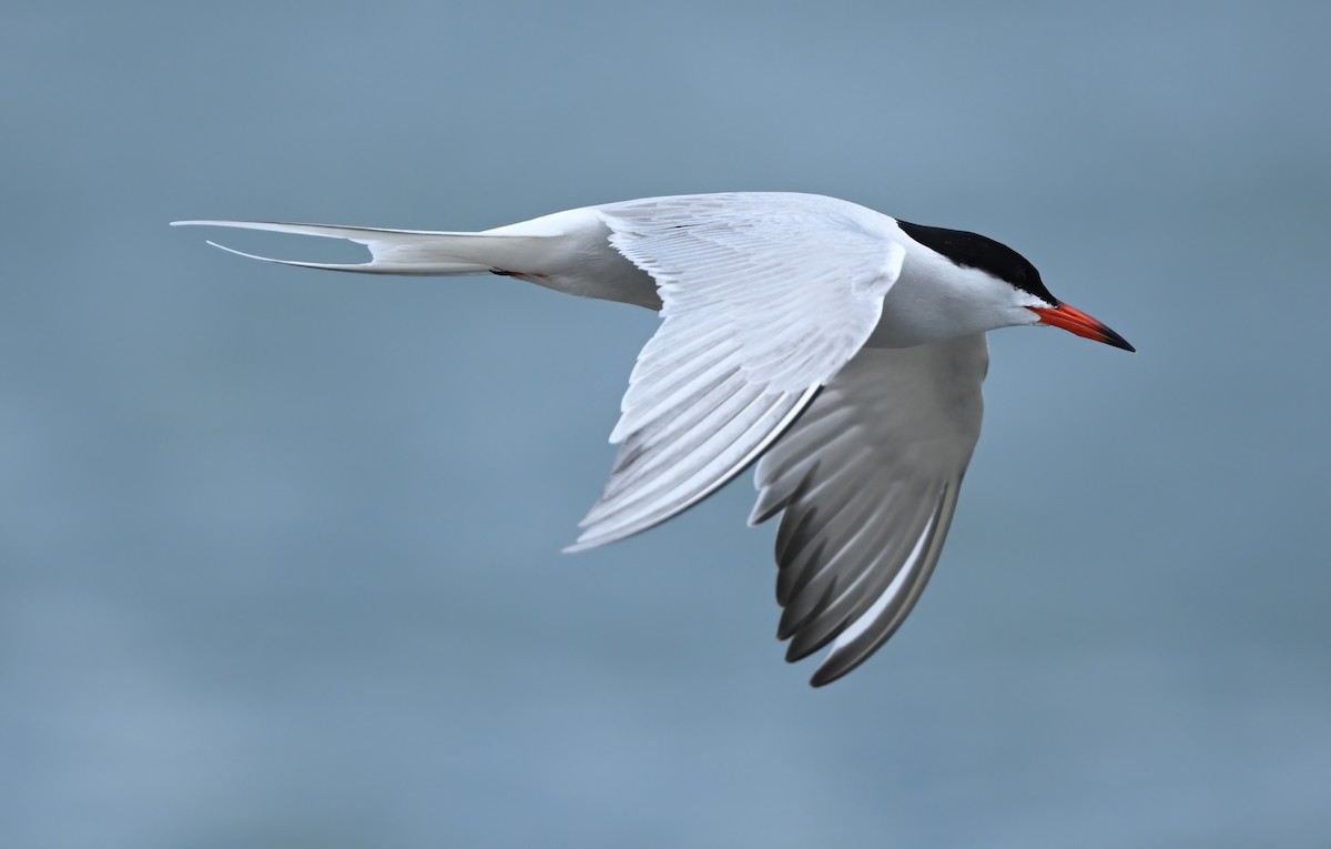 Common Tern - Ann Stinely