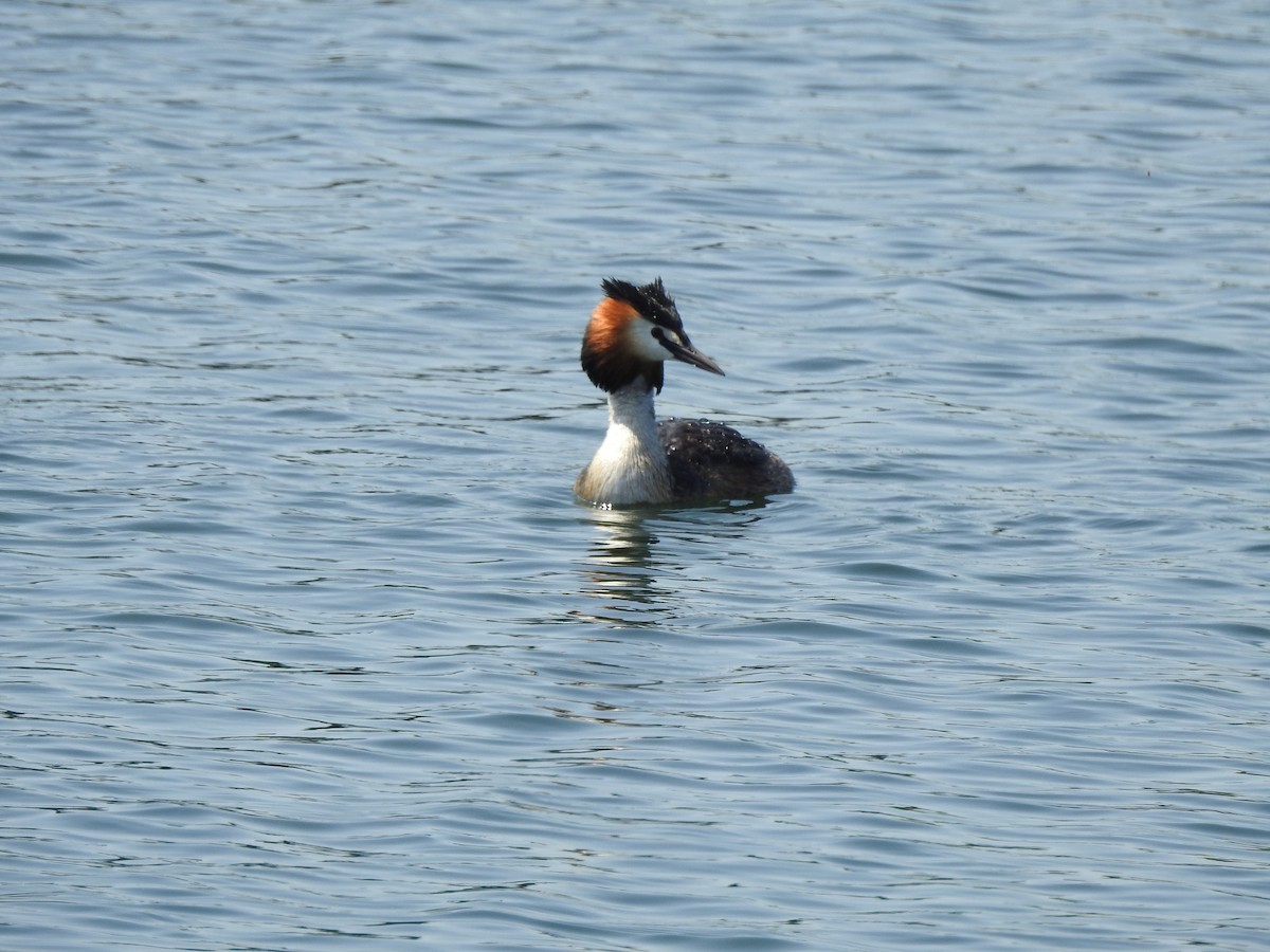 Great Crested Grebe - ML579551051