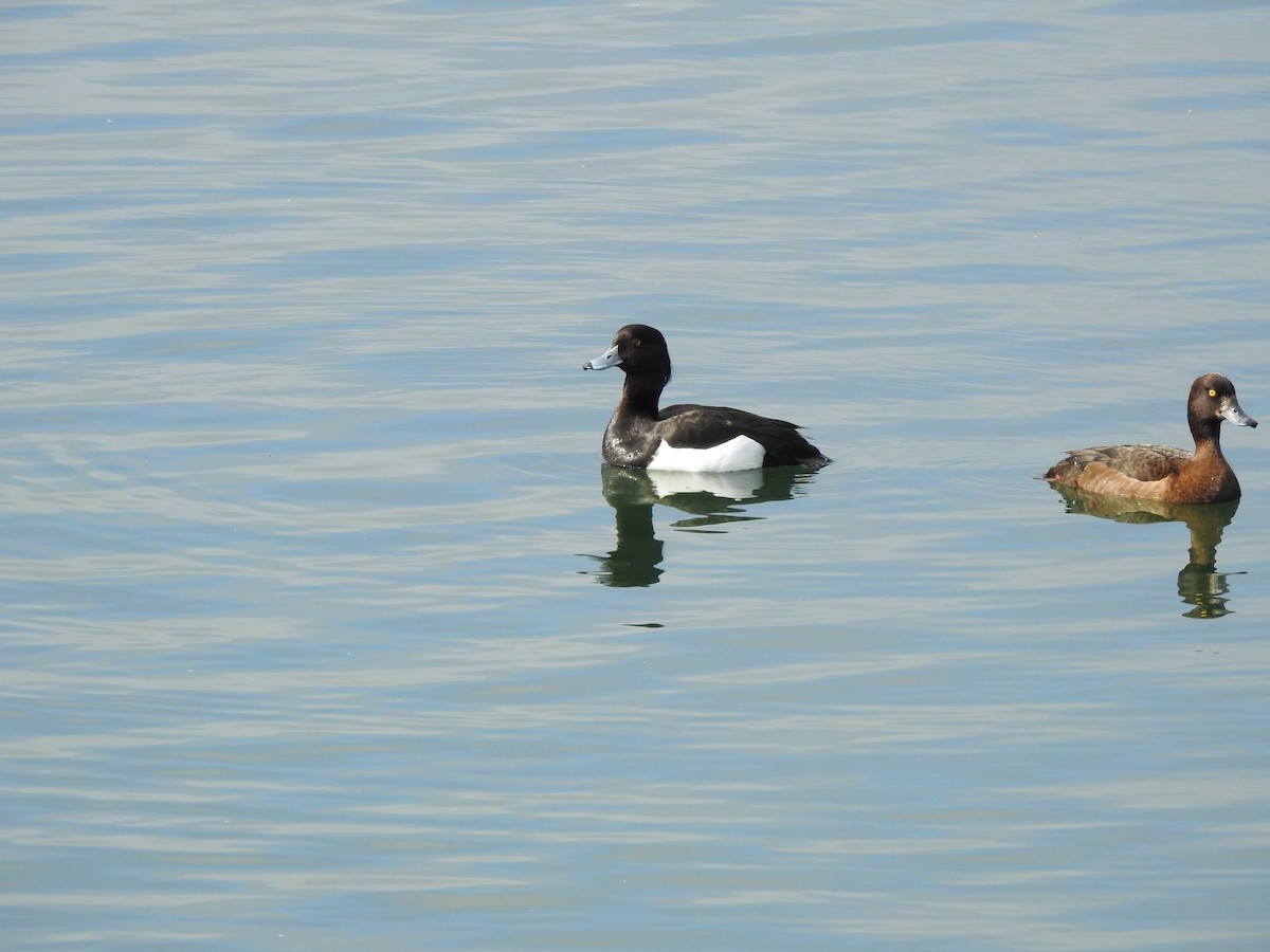 Tufted Duck - ML579551091