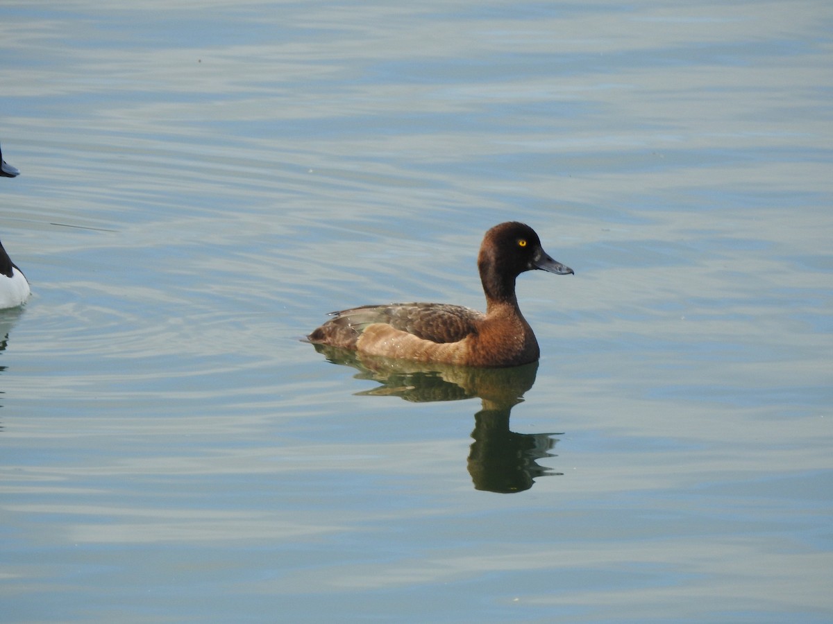 Tufted Duck - ML579551111