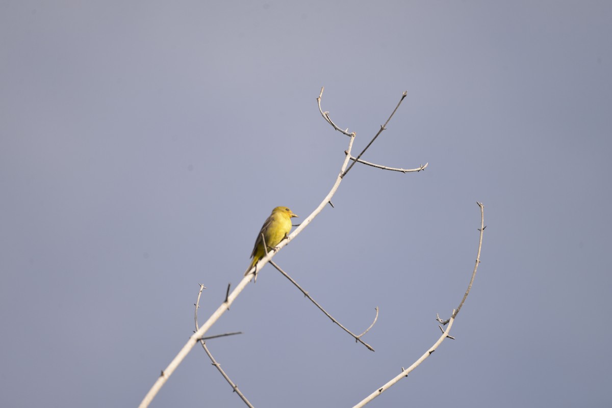 Western Tanager - ML579551351