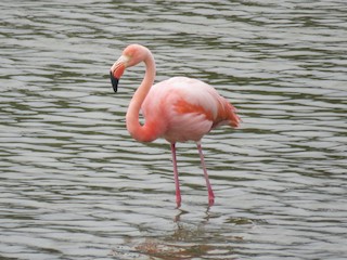 American Flamingo, ML579557661
