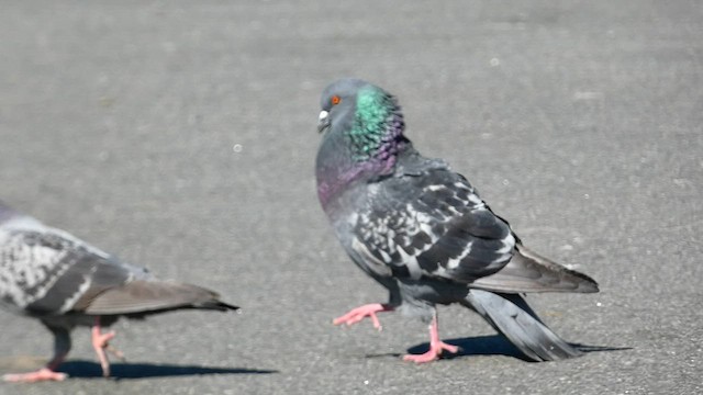 Rock Pigeon (Feral Pigeon) - ML579567621