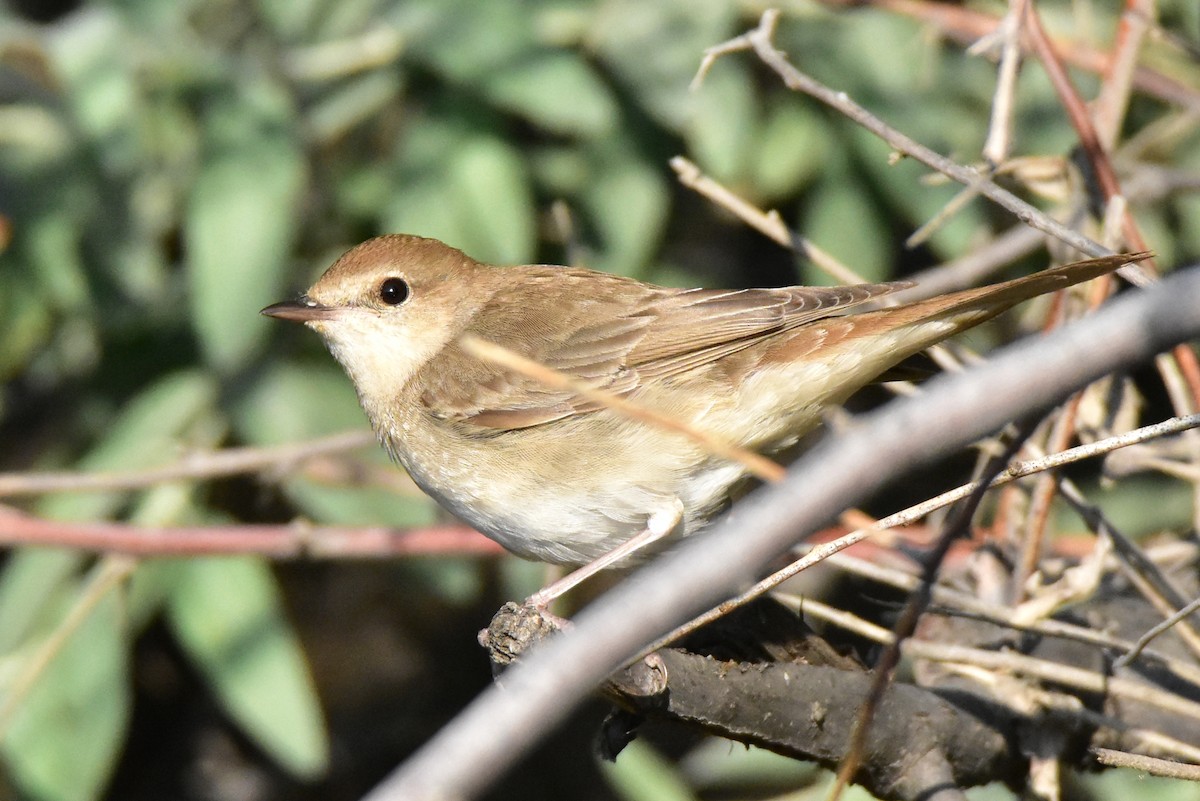 Common Nightingale (golzii) - ML579569871